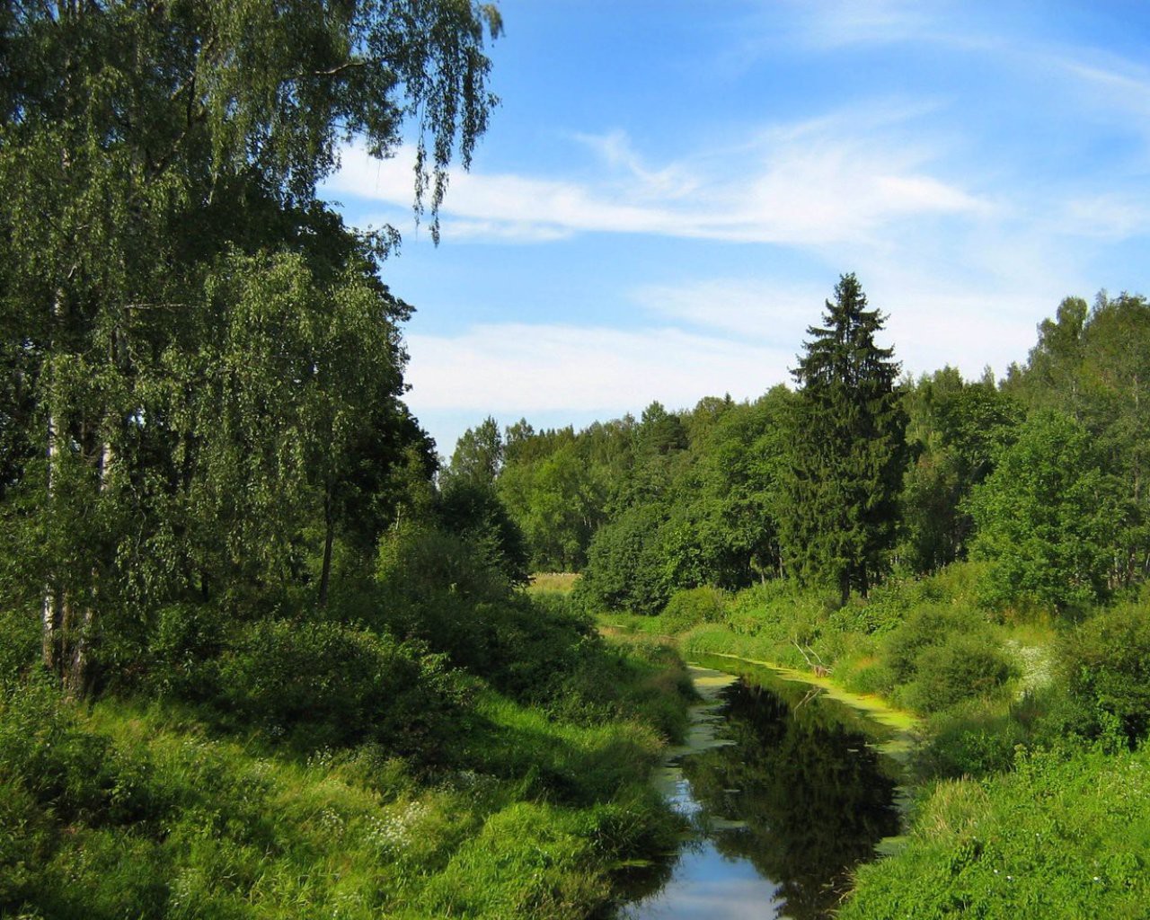 ekalagichnyi-manitorying-(videa)